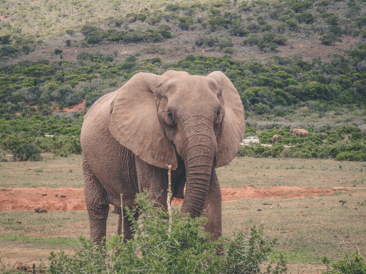 Addo Elephant National Park | South Africa