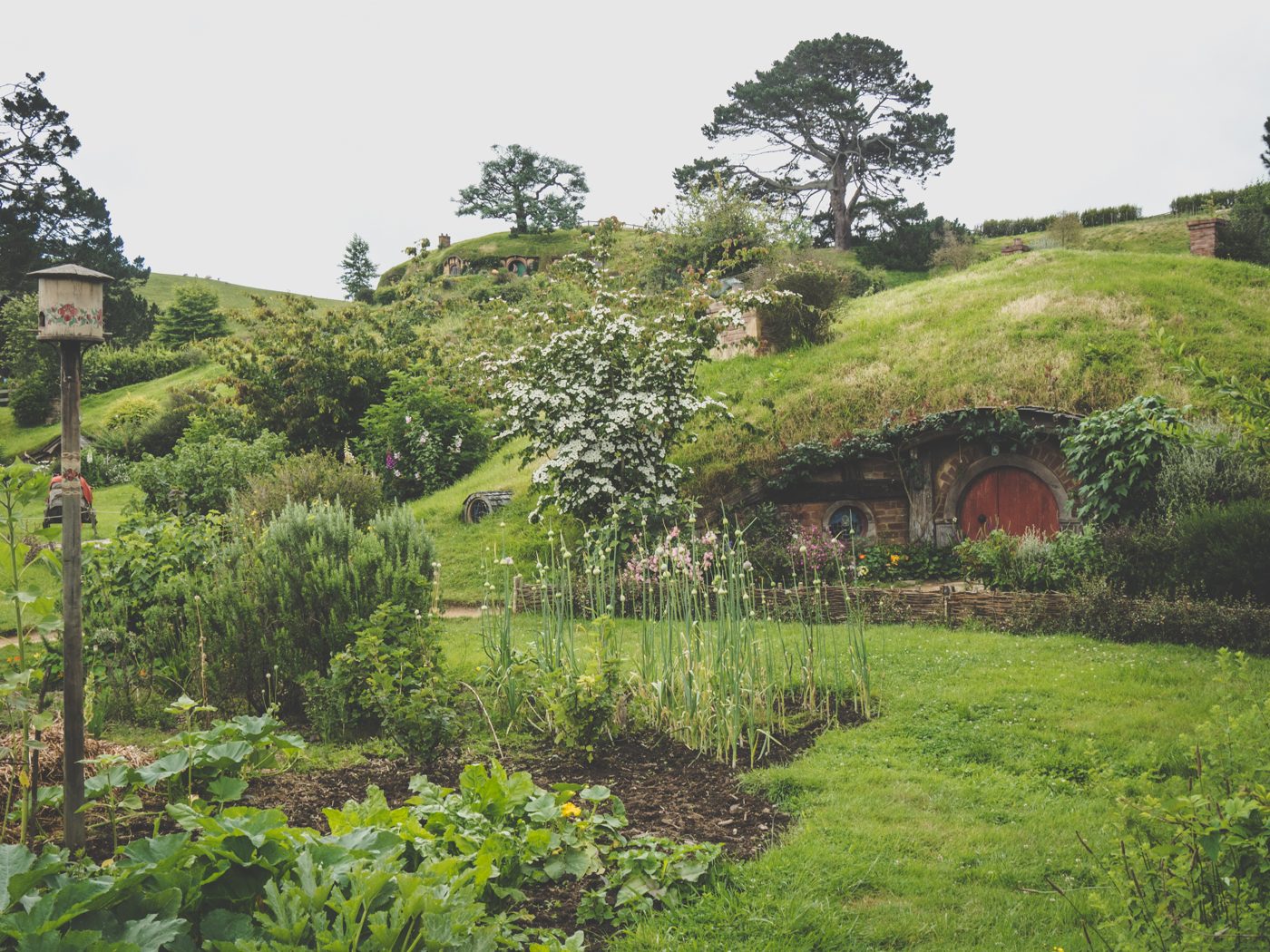 Hobbiton Buckland New Zealand