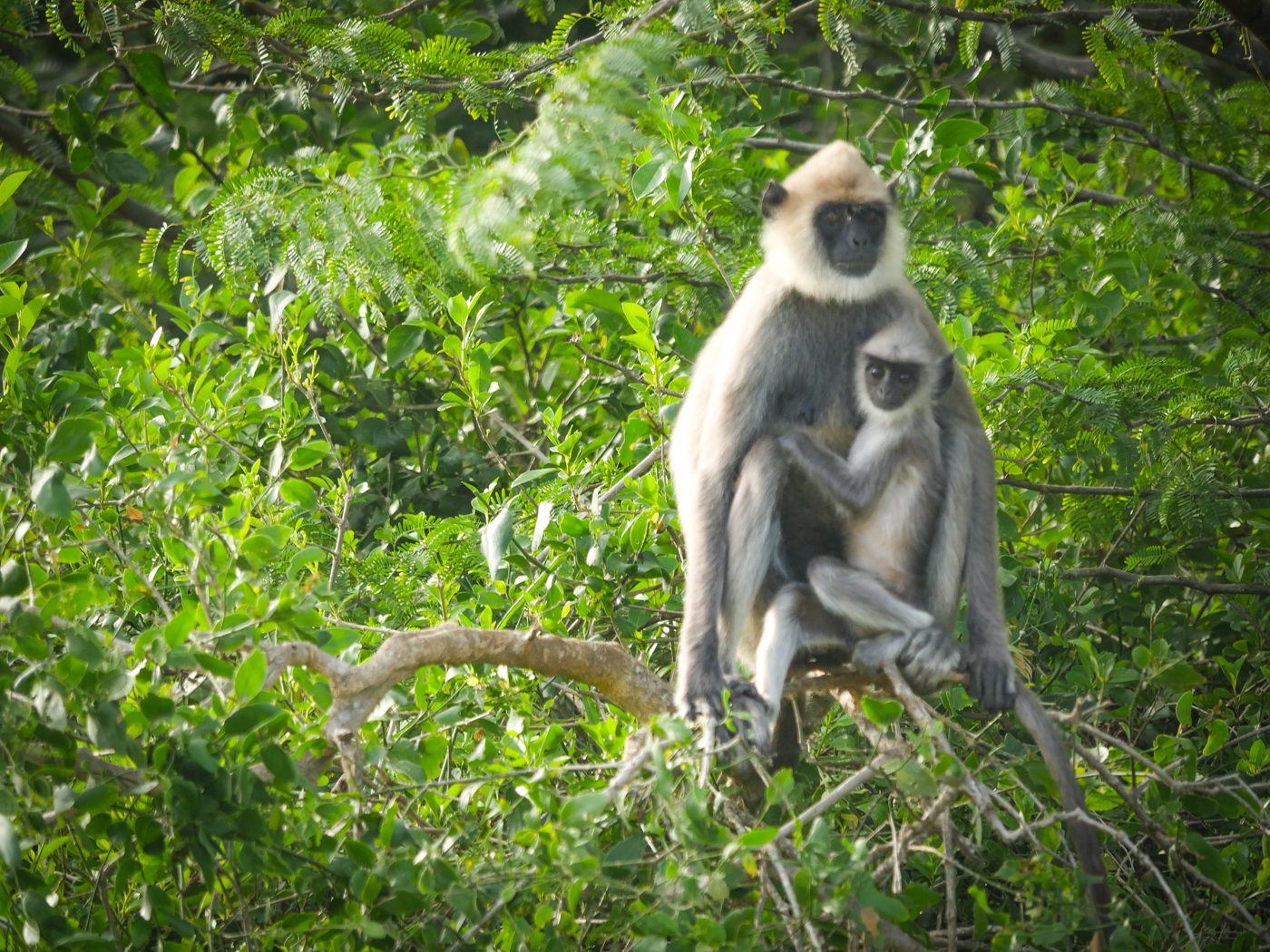 Bundala National Park Safari Sri Lanka