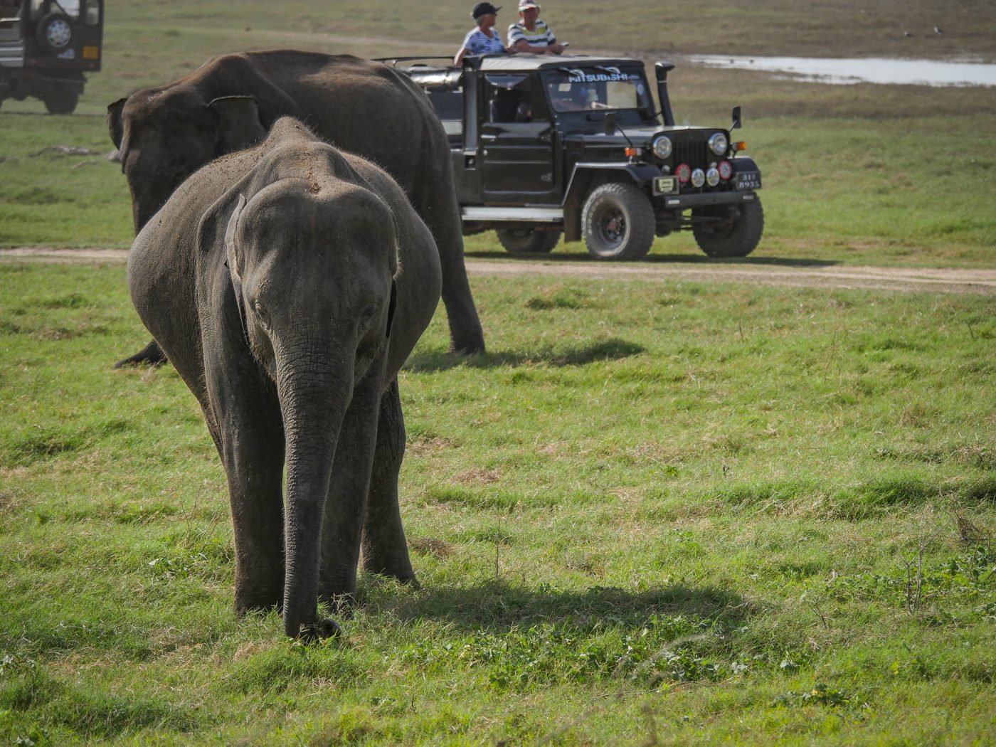 Kaudulla National Park Sri Lanka Elephant