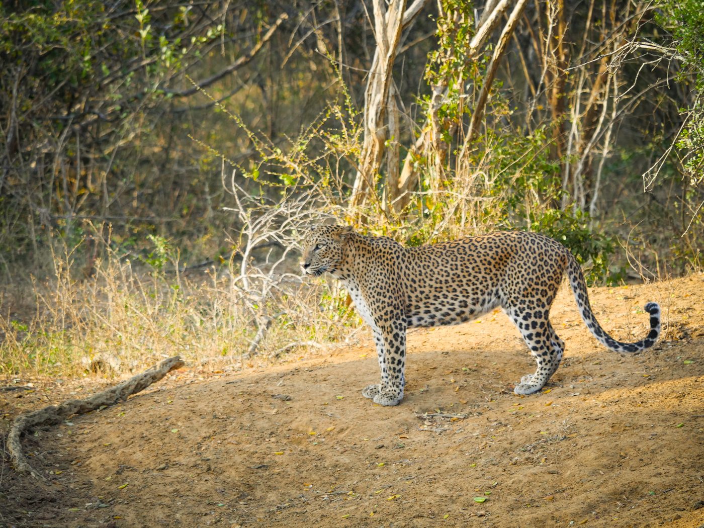 Yala Safari Leopard Sri Lanka Safari