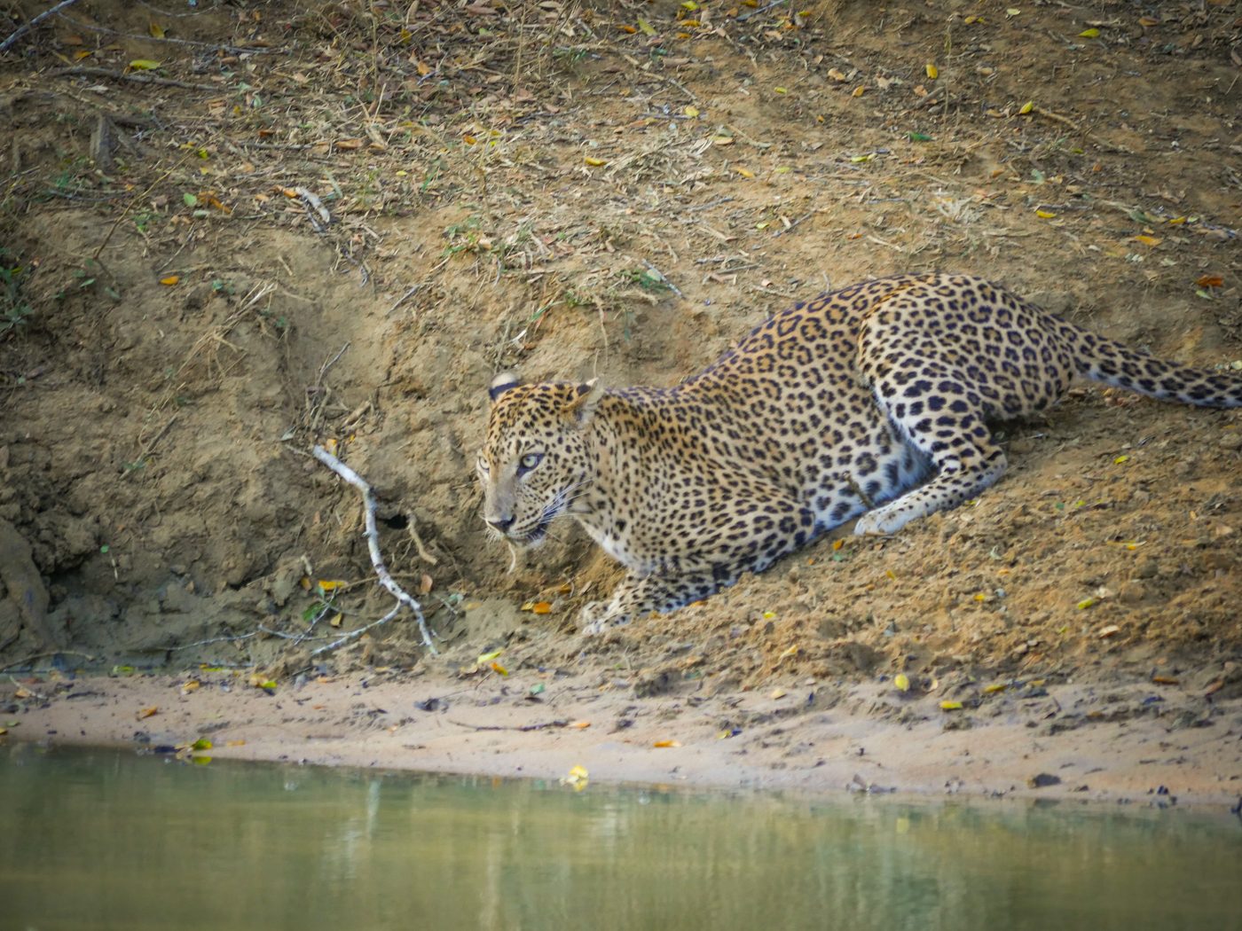 Yala Safari Leopard Sri Lanka Safari