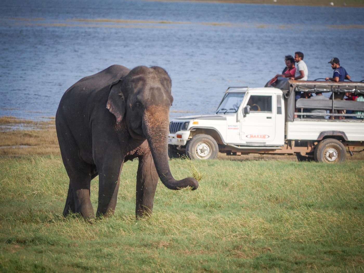 Kaudulla National Park Sri Lanka Elephant