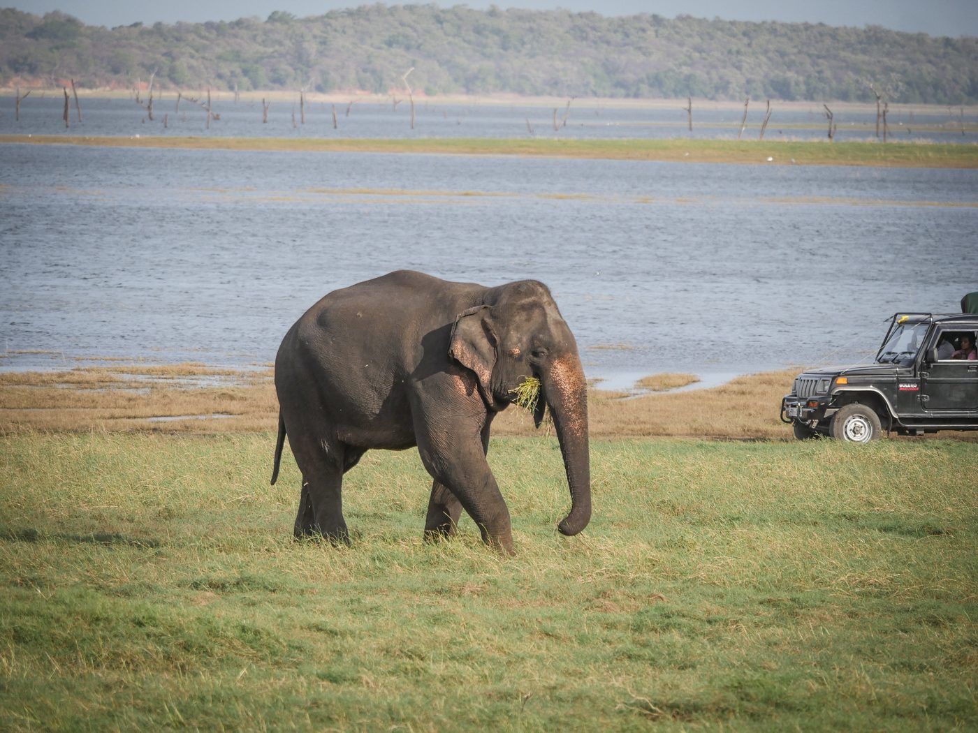 Kaudulla National Park Sri Lanka Elephants