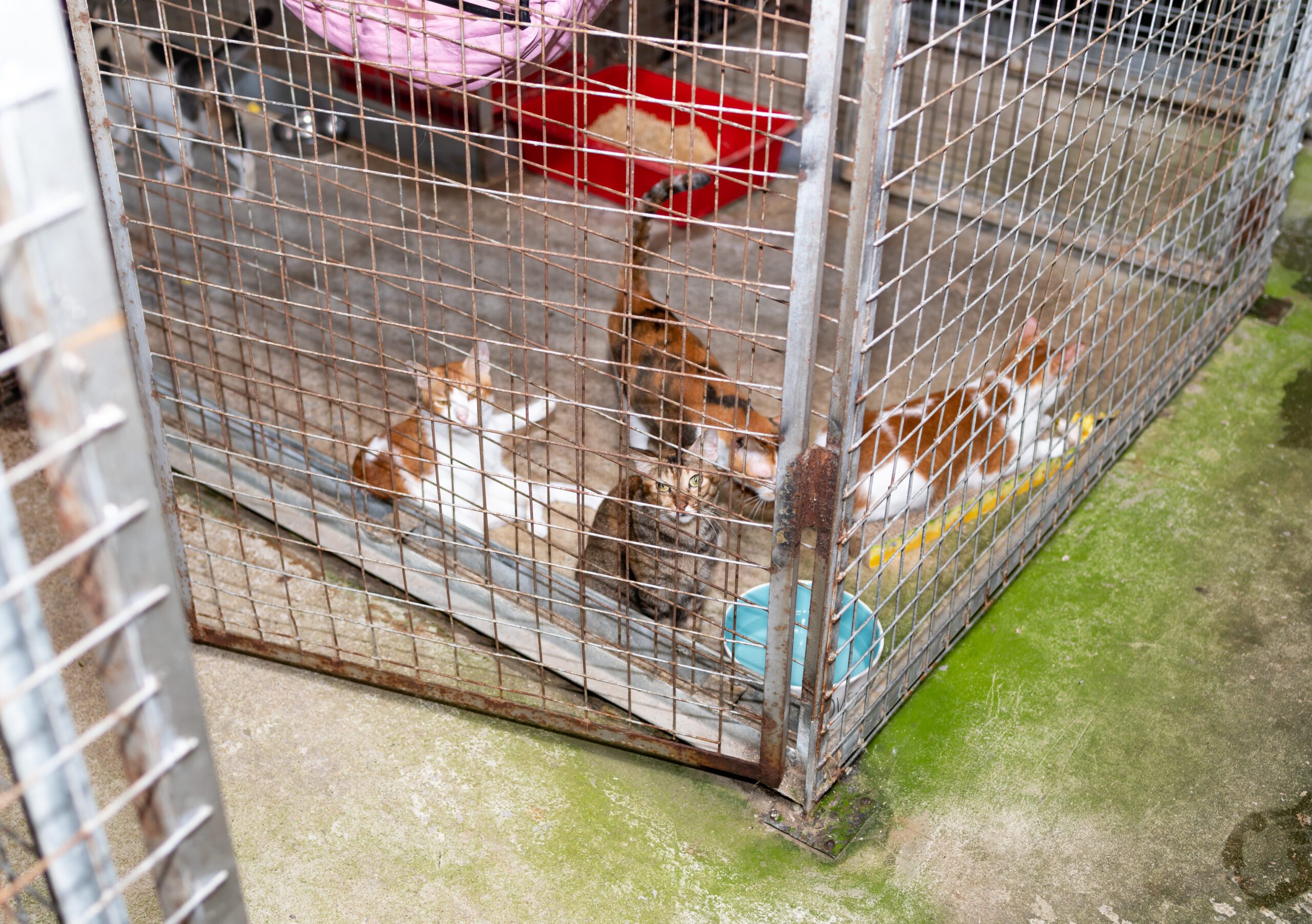 Terry Lim Metta Cats and Dogs Sanctuary Singapore Abused Injured Abandon Animal Shelter -0727